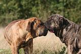 FILA BRASILEIRO 140